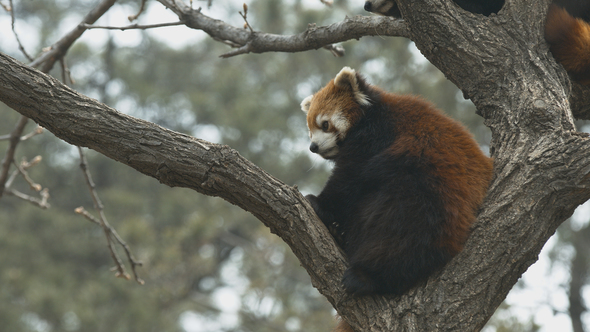 Red Panda ailurus fulgens