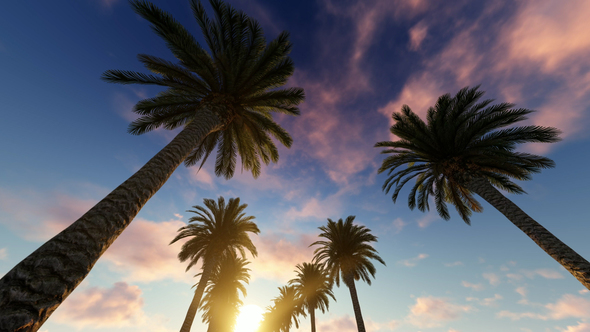 Palms at Sunset