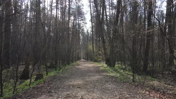 Road in the Forest During the Day Slow Motion