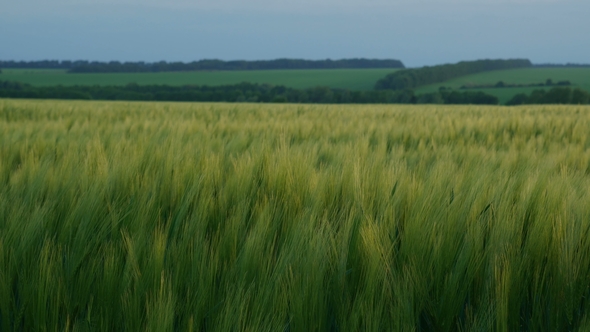 Green Wheat Field