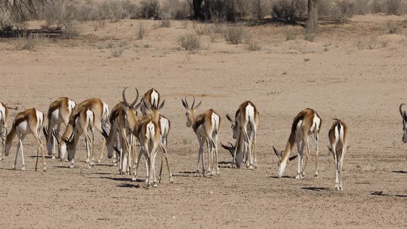 Springbok Herd in the Kalahari Desert