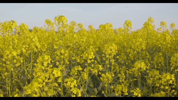 Blooming Canola Field. Agricultural Field on Canola