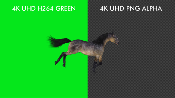 Horse Passing Screen - Grulla - 4K