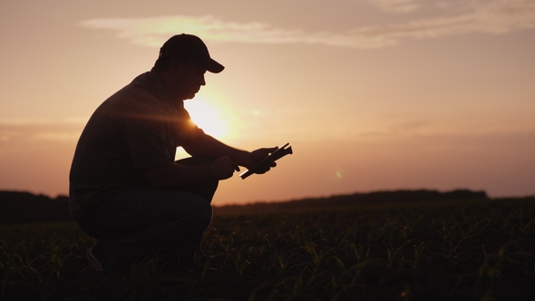 A Farmer Is Working in the Field at Sunset. Studying Plant Shoots, Using a Tablet