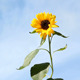 Sunflower - VideoHive Item for Sale