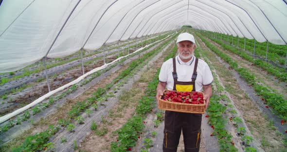 Farmer Keeping Harvest Fresh Red Strawberries in Basket