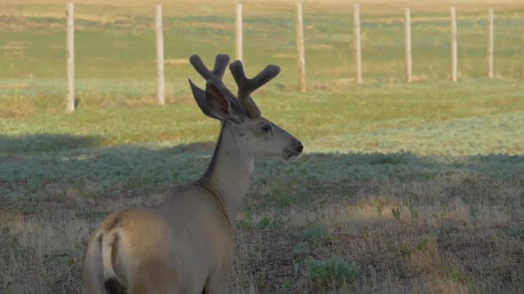 Young Mule Deer in Slow Motion