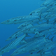 School of Chevron Barracuda Swim Slowly in Blue Water - VideoHive Item for Sale