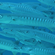 In the Middle of a School of Chevron Barracuda - VideoHive Item for Sale