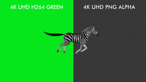 Horse Passing Screen - Zebra - 4K alt