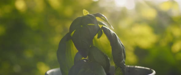 Close up of small basil plant in a pot against sunlit background.