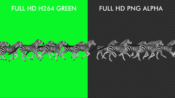 Zebra Herd - Line Run - Transparent Loop alt