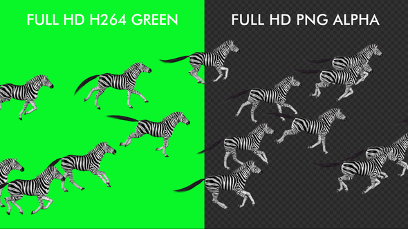 Zebra Herd - Random Run - Transparent Loop alt