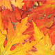 Autumn - VideoHive Item for Sale