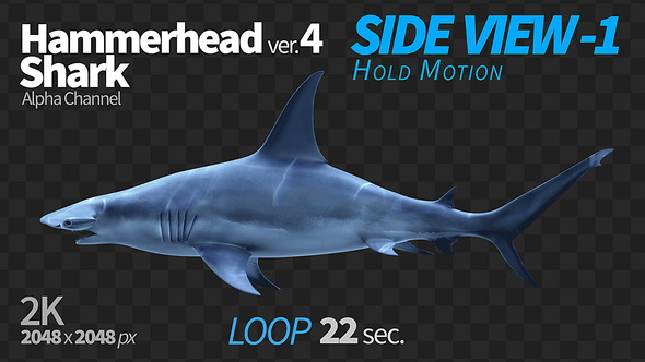 Hammerhead Shark 4 Side View-1 alt
