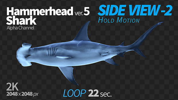 Hammerhead Shark 5 Side View-2