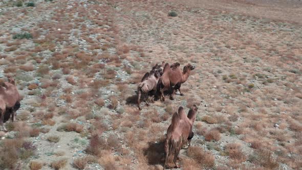 Bactrian Camel in the Gobi Desert Mongolia