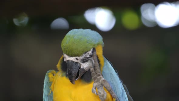 blue and yellow Macaw, Ara ararauna