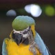 blue and yellow Macaw, Ara ararauna - VideoHive Item for Sale