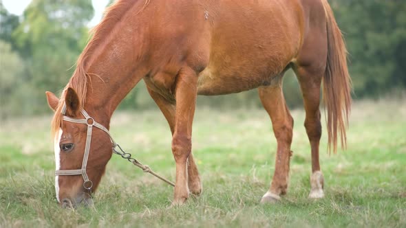 Beautiful chestnut horse grazing in summer field. Green pasture with feeding farm stallion.