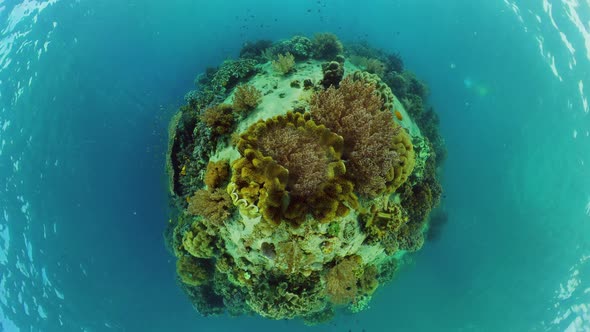 Coral Reef and Tropical Fish. Philippines.