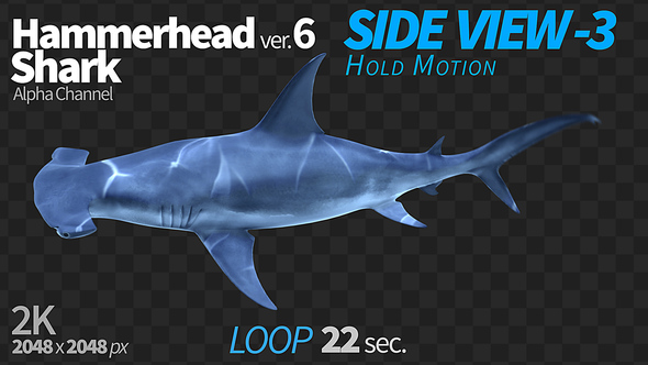 Hammerhead Shark 6 Side View-3