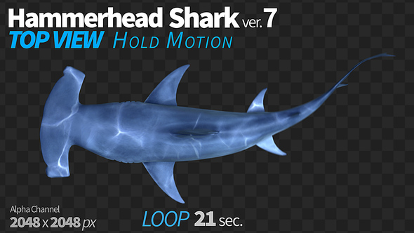 Hammerhead Shark 7 Top View