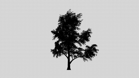 Tree Silhouette alt