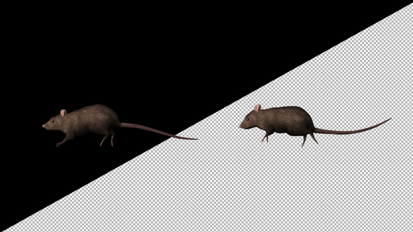 3D Rat Running alt