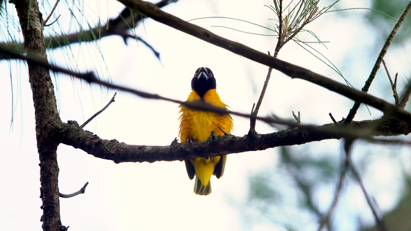 A Bird On A Branch Of A Tree