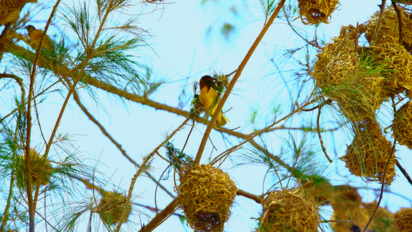 Bird On The Tree