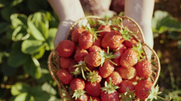 Female Hands Hold a Wicker Plate with Strawberries