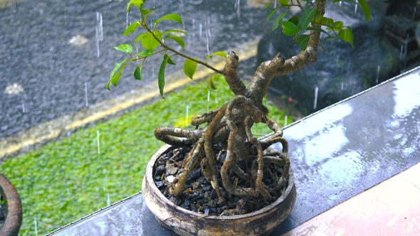 Japanese Bonsai Tree Outdoors in the Rain in Bali, Indonesia