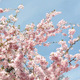 Cherry Blossoms - VideoHive Item for Sale
