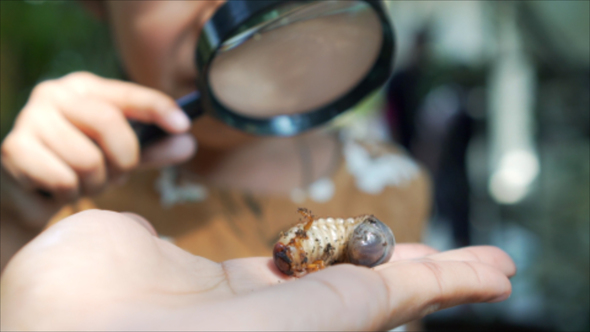 Rhinoceros Beetle Larvae on Hand