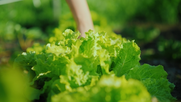 Female Hands Tear Off the Juicy Green Leaves of the Salad From the Beds. Fresh and Organic Farm