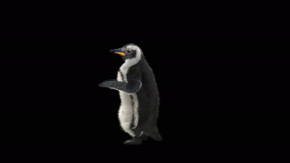 Penguin Dancing 4K