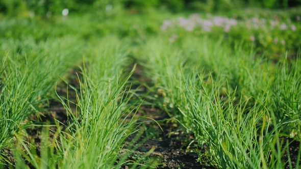 Even Rows of Green Onions, in the Background Potato Bushes Bloom. Well-groomed Farmer's Garden