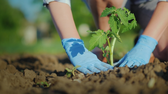 A Woman Farmer Puts a Tomato Seedlings in the Ground. Carefully Ramming the Soil Around the Sprout