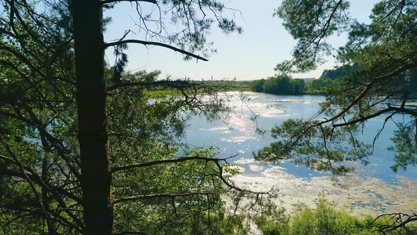 Flying Between the Trees in the Spring Forest on a Blue Lake Background