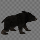 Black Bear Roar2 Pack 3In1 - VideoHive Item for Sale