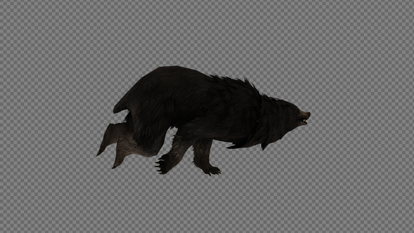 Black Bear Run Pack 3IN1 alt