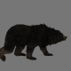 Black Bear Walk Pack 3IN1 - VideoHive Item for Sale