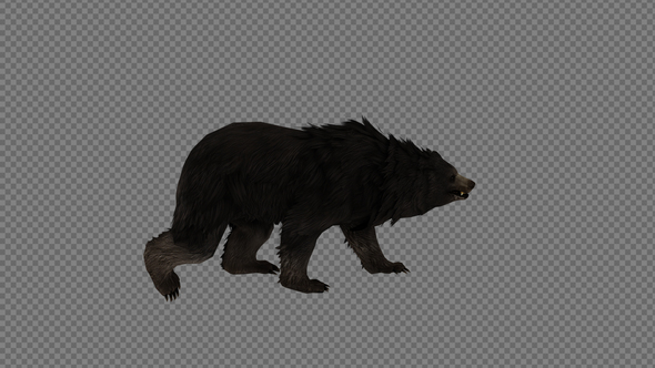 Black Bear Walk Pack 3IN1 alt