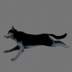 Black White Dog Run Pack 4In1 - VideoHive Item for Sale