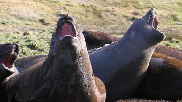 Elephant Seals Snorting