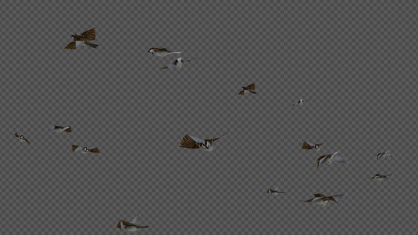 Bird School Crowd Sparrow Flock Fly Pack 8In1 alt