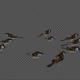 Bird School Crowd Sparrow Flock Idle Pack 4In1 - VideoHive Item for Sale