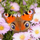Butterfly 2 - VideoHive Item for Sale