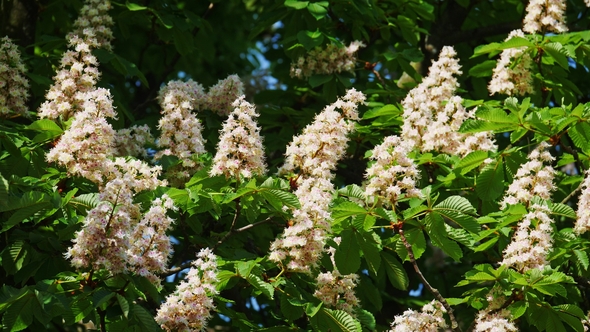 of a Chestnut Inflorescence. a Chestnut Tree Leaves, on a Sunny Day. Shot in 10Bit 422